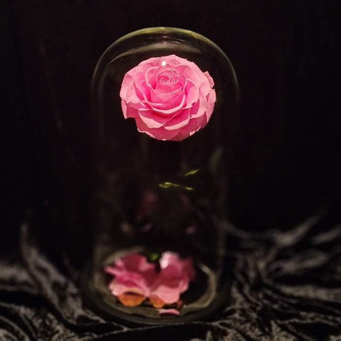 Everlasting Pink rose
