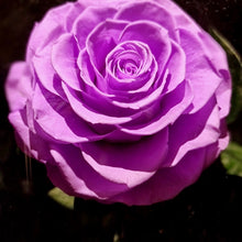 Load image into Gallery viewer, Neon Purple Large Enchanted Rose
