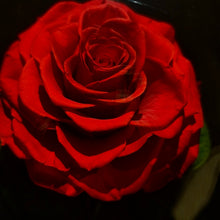 Load image into Gallery viewer, Red Trio Enchanted Roses
