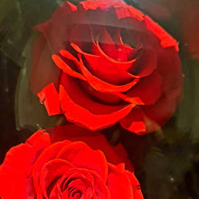 Load image into Gallery viewer, Red Trio Enchanted Roses
