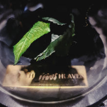Load image into Gallery viewer, Black Trio Enchanted Roses
